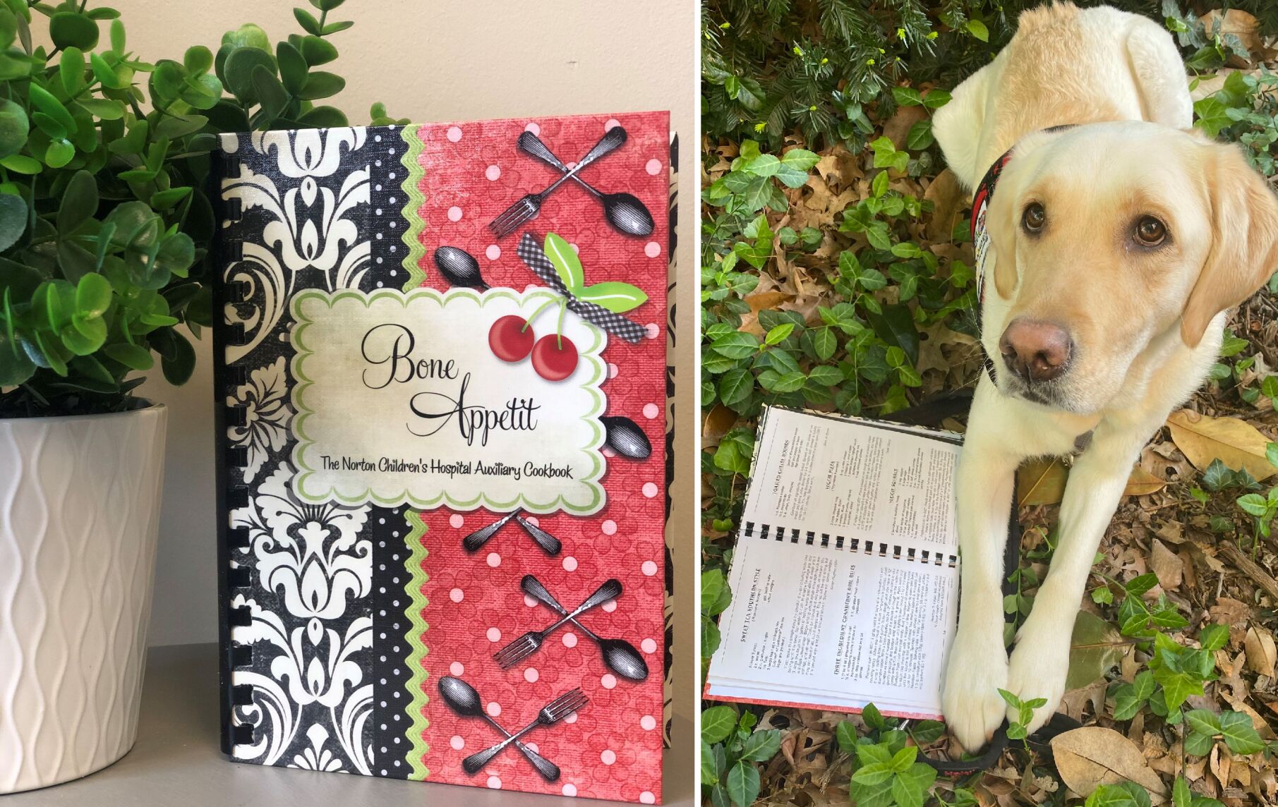 ‘Bone Appetit’ cookbook benefits facility dog program at Norton Children’s Hospital
